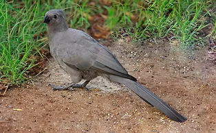 Crinifer c. bechuanae - Pilanesberg NP, North-West, South Africa 24-12-12 - Loutjie Steen