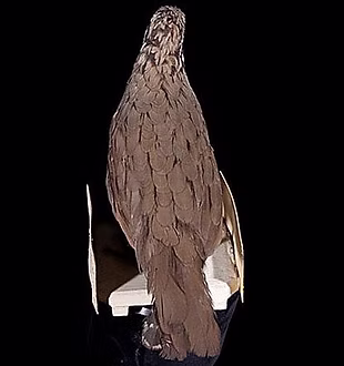 Orphisia supoerculliosa male - By Naturalis ( National Museum of Natural History Naturalis