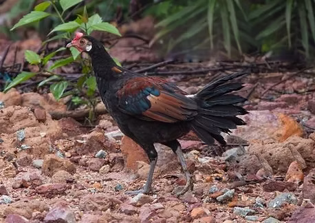 Jabouillei - bacino idrico di Songtao, Hainan, Cina 01-06-24 - Liu Shuangqi ebird org 1.jp