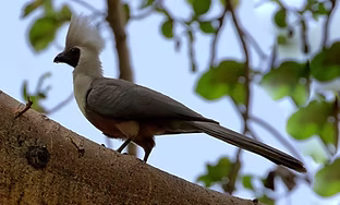 Crinifer p. personatus - Hara Langano Lodge, Oromia, Ethiopia 08-11-18 - Attila Steiner
