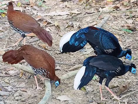 Yap_Sue_Chew_-_MNS_Bird_Group__Selangor