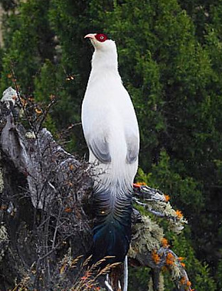 Lichiangense pare - Baima Snow Mountain Nature Reserve, Yunnan, China (October) 07-08-18