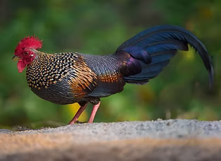 Gallus sonneratii - Ernakulam, Kerala, India 16-01-20 - Eldhose KV search (1).jpg