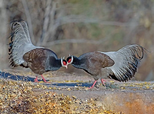 Marrone - Gushan birdnet cn 2 (1).jpg