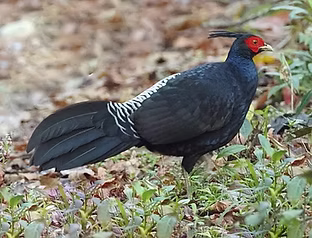 Lathami - Eaglenest WLS & Surroundings--Bompu Camp, West Kameng, Arunachal Pradesh, India