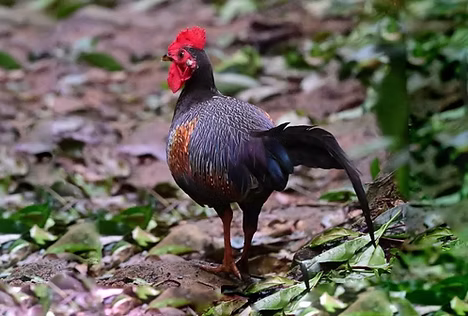 Gallus sonneratii con mantella nera - Valparai--Varattuparai, Coimbatore, Tamil Nadu, Indi