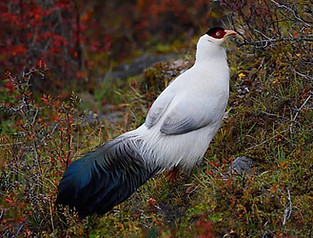 Lichiangense pare - Baima Snow Mountain Nature Reserve, Yunnan, China (October) 07-08-18