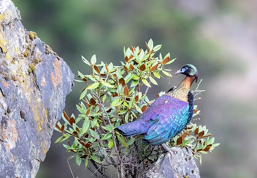 2 (Lophophorus lhuysii