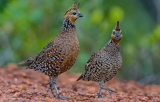 Colinus c. sonnini - Caracarai RR Brasile 03-05-18 - Franz Schuler - Copia.PNG