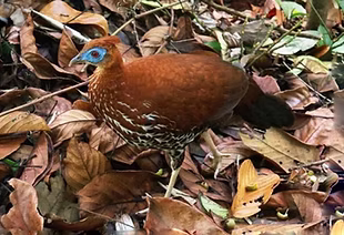 Lophura i. ignita - Borneo 26-10-12 - by Michael Lo junglemikey.blogspot_edited.jpg