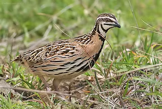 4 Coturnix coromandelica Siddharth Damle oriental 1 - Copia.jpg