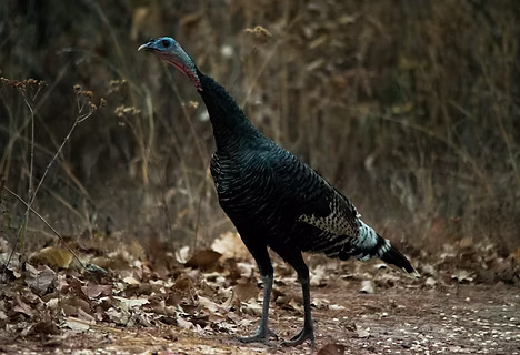 Meleagris g. gallopavo - Tapalpa, Jalisco, MX 12-05-17 - Jesús Moreno Navarro inaturalis
