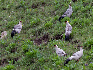 Dolani misto - Jiangxi Forest, Qinghai 02.07-13 - Robert Tizard ebird org 2.PNG