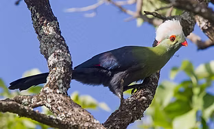Menelikornis ruspolii - Cogobbe, Oromia, Ethiopia 14-04-14 - Niall D Perrins inaturalist.