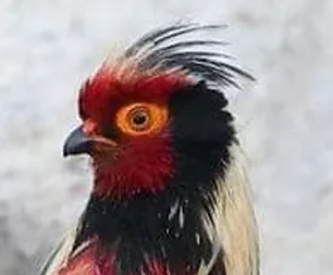 Kuseri.PNG