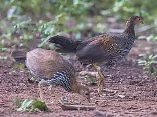 Gallus sonneratii immaturi coppia - Bheemeshwari Adventure and Nature Camp-Junglelodges,