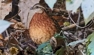 Dactylortyx thoracicus devius - Reserva Ecológica Sierra de San Juan--El Cuarenteño, Xali