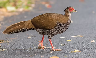 Jonesi - www.norththailandbirding com -