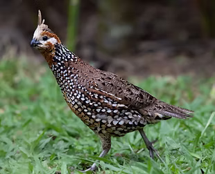 Colinu c. decoratus o badius - Finca Siboney- Santagueda, Palestina, Caldas, Colombia 02-0