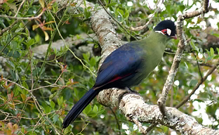 Tauraco hartlaubi - Aberdare Country Club, Central, Kenya 12-11-23 - Pauline Yeckley ebird