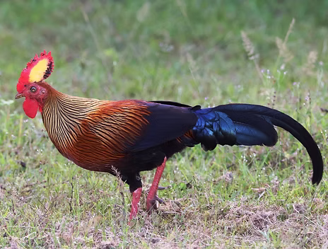 Gallus lafayettei -Yala National Park (General), Thissamaharama, Hambantota, Sri Lanka 01