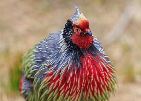 Holoptilus + Dali, provincia dello Yunnan 25-11-24 - Buona fotografia di luci e ombre bird