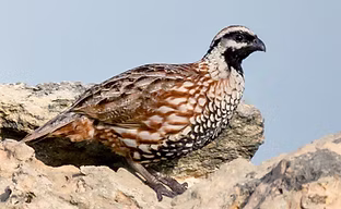 Nigrogularis_-__Alvaro_Cervera_ebird_org