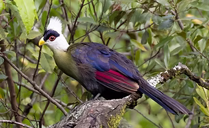 Tauraco leucolophus - Patkawanin, Rift Valley, Kenya 22-04-24 - Daniel Danckwerts (Rockj