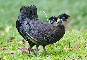 3 Pucherani pucherani www.whywelovebirds.com x sito.jpg