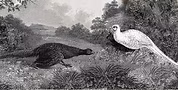 Sinistra Acquaforte di J. Scott, ca. 1801 - destra da Reptile & Birds 1869.jpg