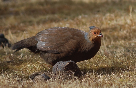 Cruentus affinis becco rosso - Khangchendzonga NP--Phedang Camp, West Sikkim, Sikkim, Indi