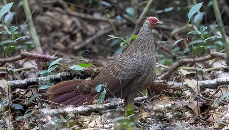 Lewisi - by Prathna Preap - Cambodia Bird Photography - CBP gruppo facebook 1 - Copia (