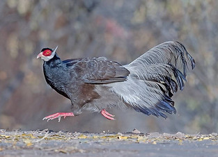 Marrone - Gushan birdnet cn 4.jpg
