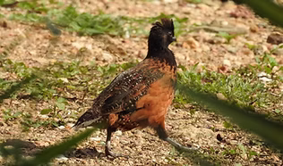 Atriceps - Atrixco Guerrero - colombia.
