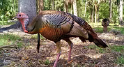 Osceola - guidedturkeyhunting com.jpg