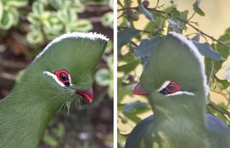 Tauraco c. corythaix sinistra e phoebus a destra.PNG