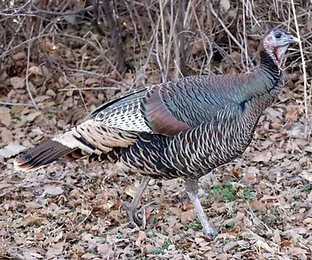 Merriami - by smilito - inaturalist org