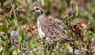 Leuco incanus - Guatemala Aldea Arenal Z
