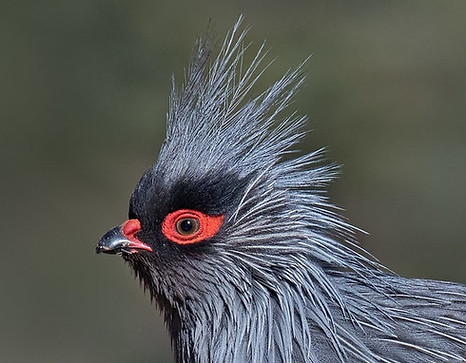 Geoff con rosso - Henry Koh ( Garzè Tibetan Autonom Prefecture - Sichuan ) 4 - Copia.jpg