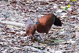 Lophura ignita femmina adulta e femmina immatura - Sabah, Kampung Botition, Sabah, Malaysi