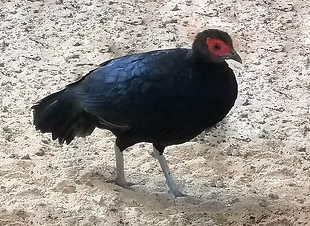 Lophura i. hoogerwerfi - by -Ra Pheasant.jpg