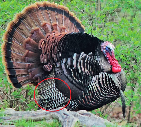 Part-1-Jim-Monteleone-Missouri-Turkeu- -
