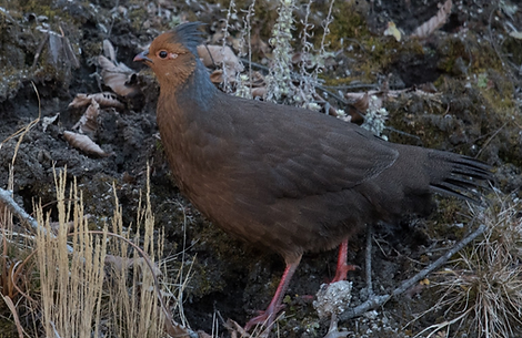 Tibetanus becco rosso - Bumthang, Bhutan 20-11-22- Aaron Lang search - Copia.PNG