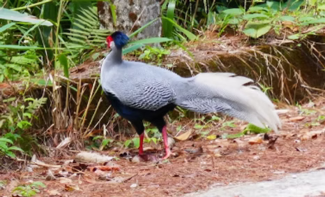 Lophura n. berliozi - Bach Ma NP, Thua Thien-Hue, Vietnam 02-04-19 - Lili Aprende search
