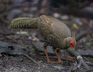 Crowfurdi - Kaeng Krachan NP--Lung Sin's hide, Phetchaburi, Thailand 24-05-19 - Ngoc Sam T
