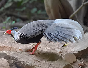 Crawfurdi mix - Kaeng Kracian NP Thailandia - Piyapong Chotipuntu search 2.jpg
