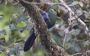 Tauraco macrorhynchus macrorhynchus - Monte Camerun, Camerun 04-04-12 - Werner Suter www.