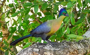 Gallirex p. porphyreolophus - Mkhuze GR, Kwazulu-Natal, South Africa 07-11-19 - Xueping &