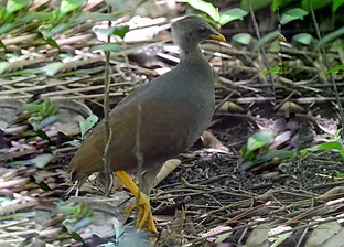 Megapodius pritchardii - Niaufo'ou Island, Tonga 10-05-14 - Maria Bomford www.flickr.com