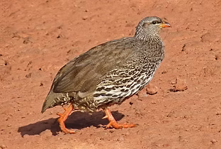 Pternistis h. hildebrandti - Nord Tanzani Arusha 03-03-15 - Merrill Lester search 2.jpg